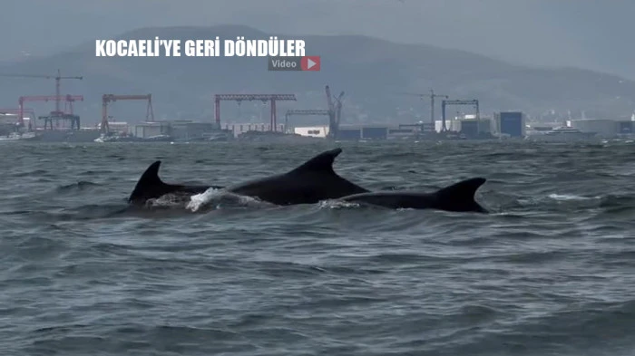  İzmit Körfezi’ne geri döndüler