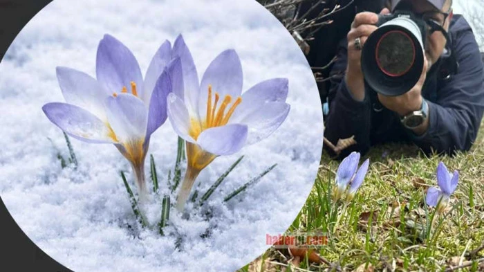 Dünyada sadece Kocaeli'de yetişiyor