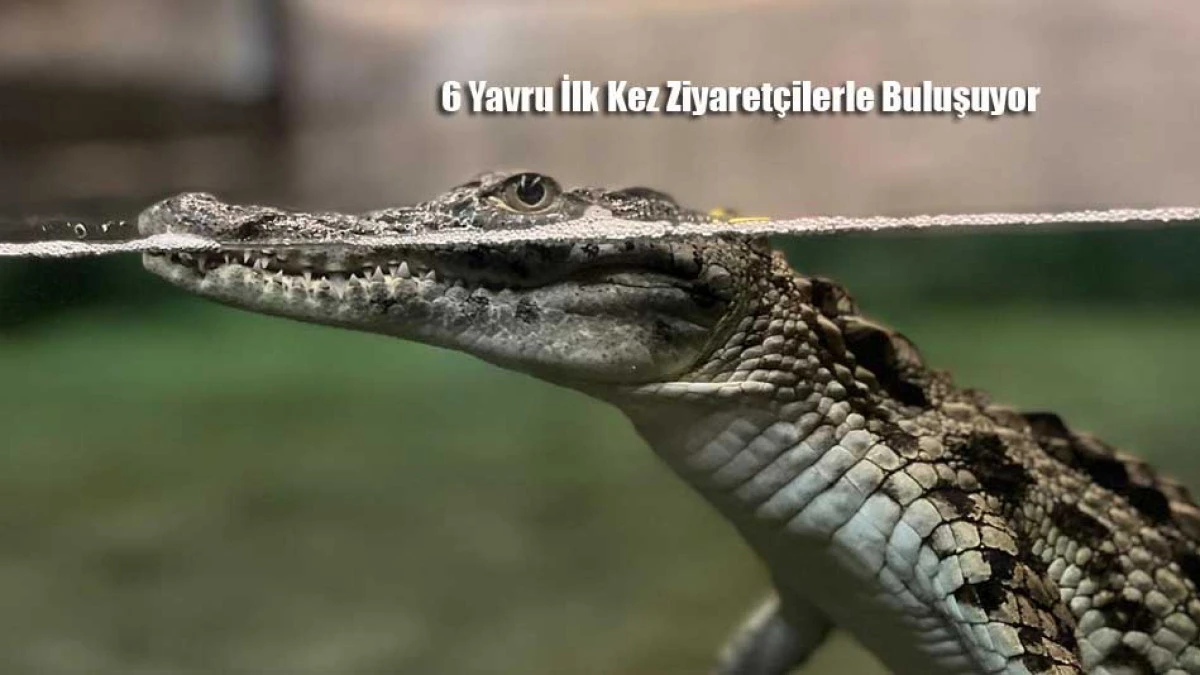 ViaSea Akvaryum’da Nil Timsahı Sevinci. Ziyaretçilerde görebilecek