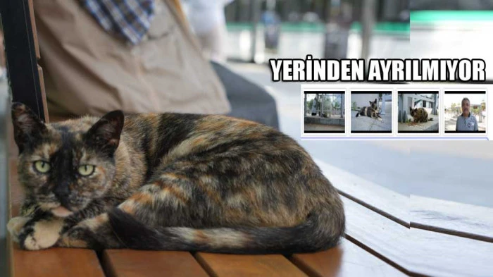 Tramvay durağını mesken tuttu