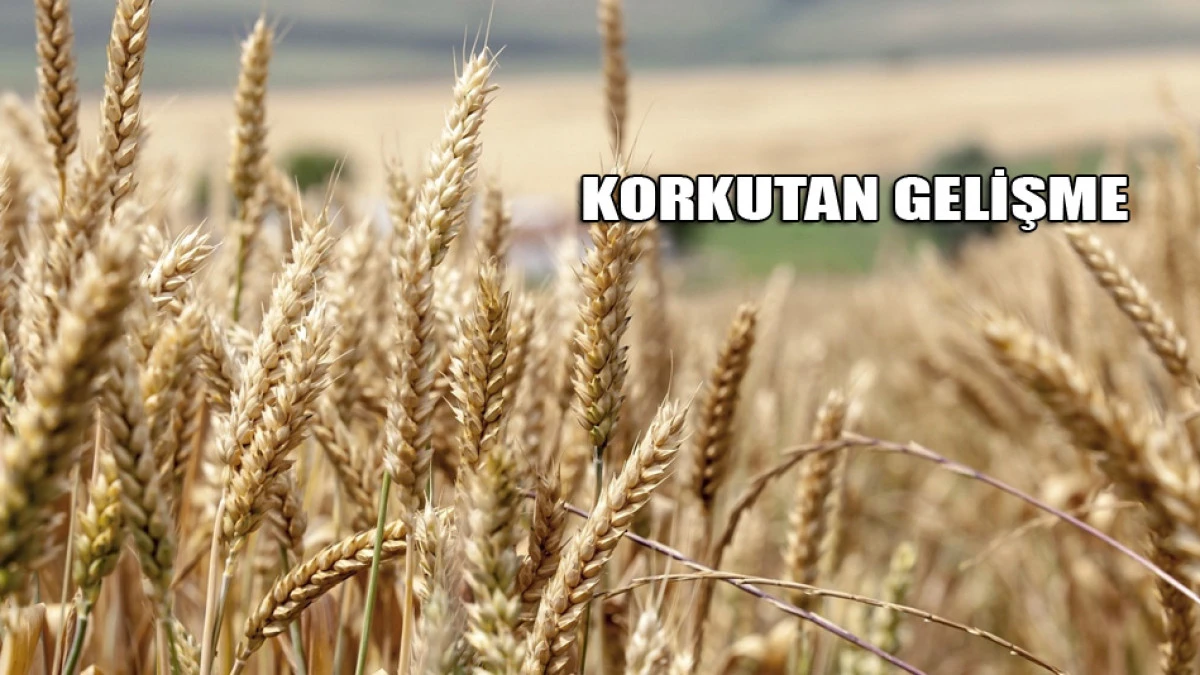 Korkutan gelişme. Küresel gıda krizi mi geliyor?