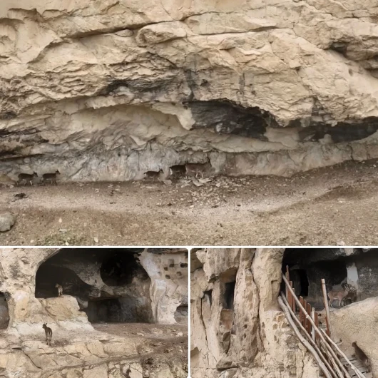 Tunceli'nin İn Delikleri'ne yaban keçileri ve yavruları girdi